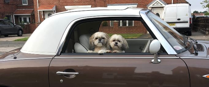 Image of two dogs in a Nissan Figaro